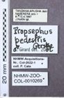 Etiketten zu Propsephus laticollis (NHMW-ZOO-COL-0010269)